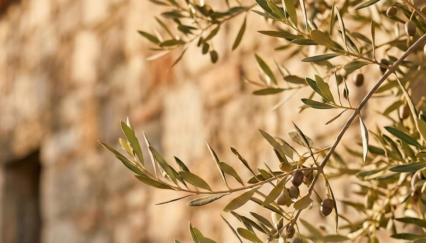 Emel Hanım Restaurant,Barbaros Köyü, Urla